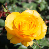 Rose Hadangel - Rosa hadangel - Willemse