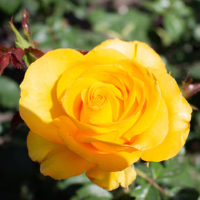 Rose Hadangel - Rosa hadangel - Willemse