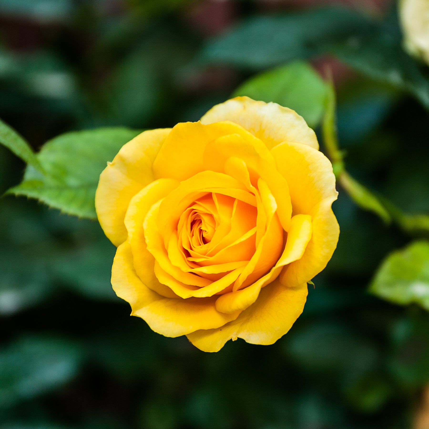 Rose Hadangel - Willemse