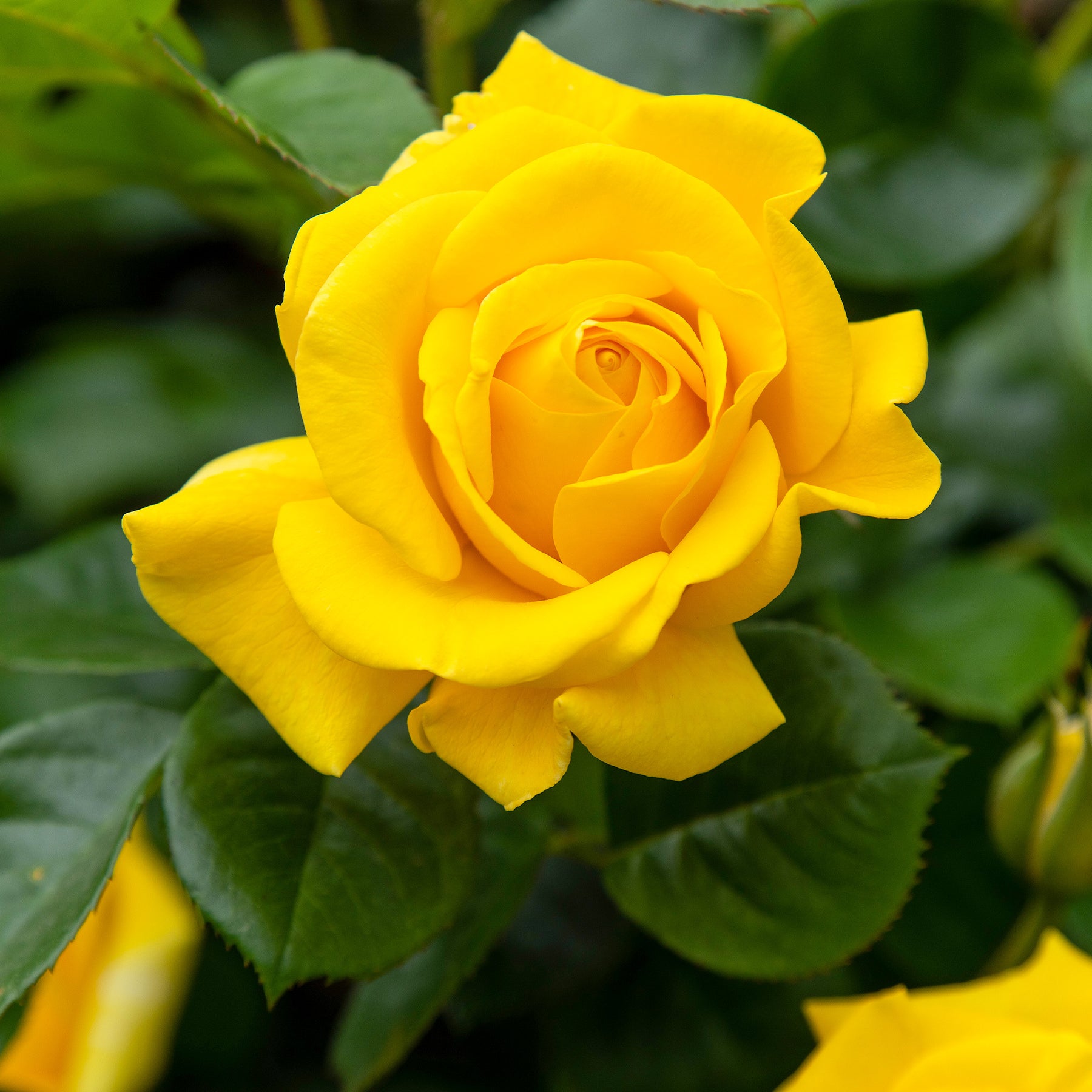 Rosa hadangel - Rose Hadangel - Rosen - Nackte Wurzeln