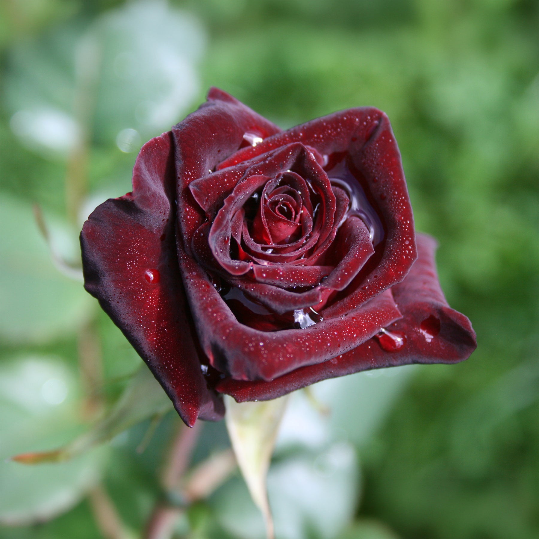 Strauchrose Black Baccara ® Meidebenne