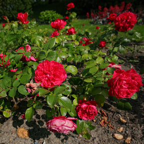 Floribunda-Rose Red Leonardo da Vinci ® Meiangele - Willemse