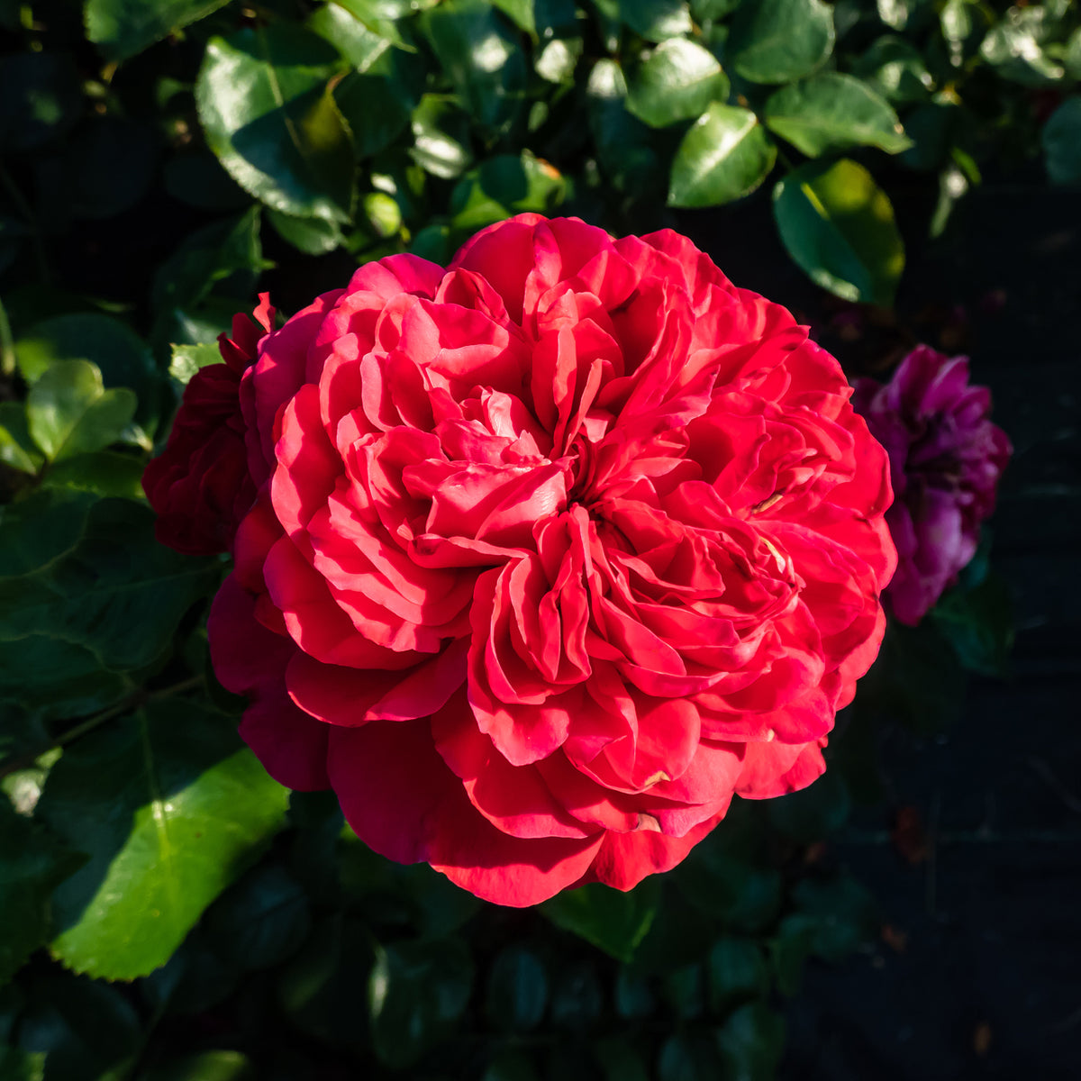 Rosen - Floribunda-Rose Red Leonardo da Vinci ® Meiangele - Rosa floribunda Red Leonardo Da Vinci ® Meiangele