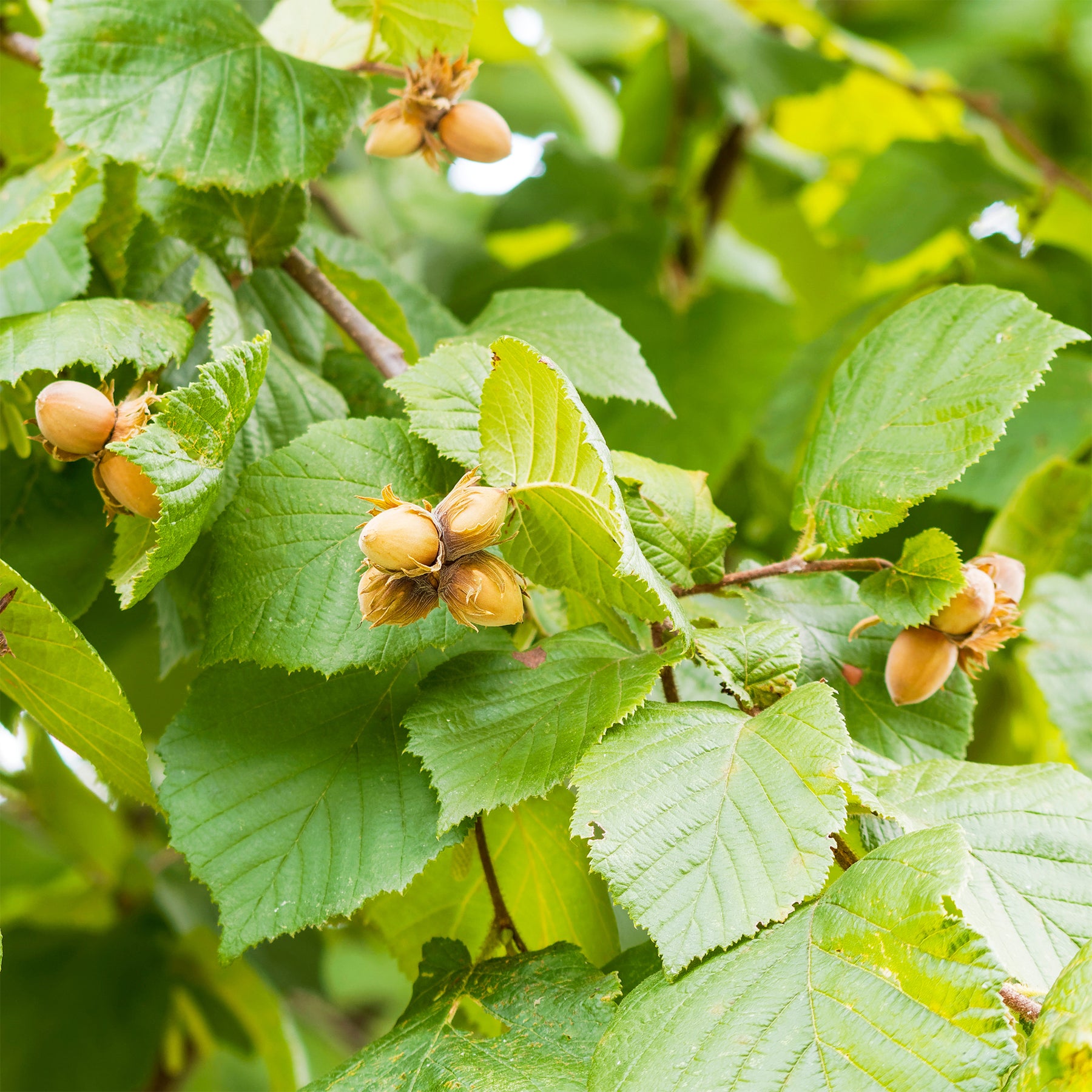 Haselnuss - Haselnussbaum - Corylus avellana