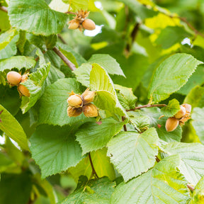 Haselnuss - Haselnussbaum - Corylus avellana