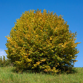 Haselnussbaum - Corylus avellana - Willemse