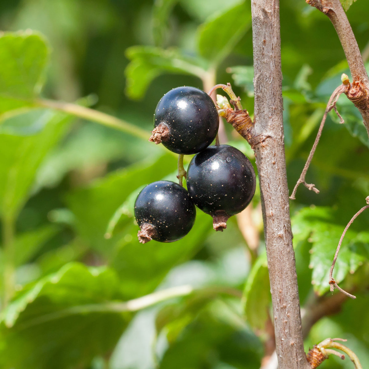 Schwarze Johannisbeere Andega - Willemse