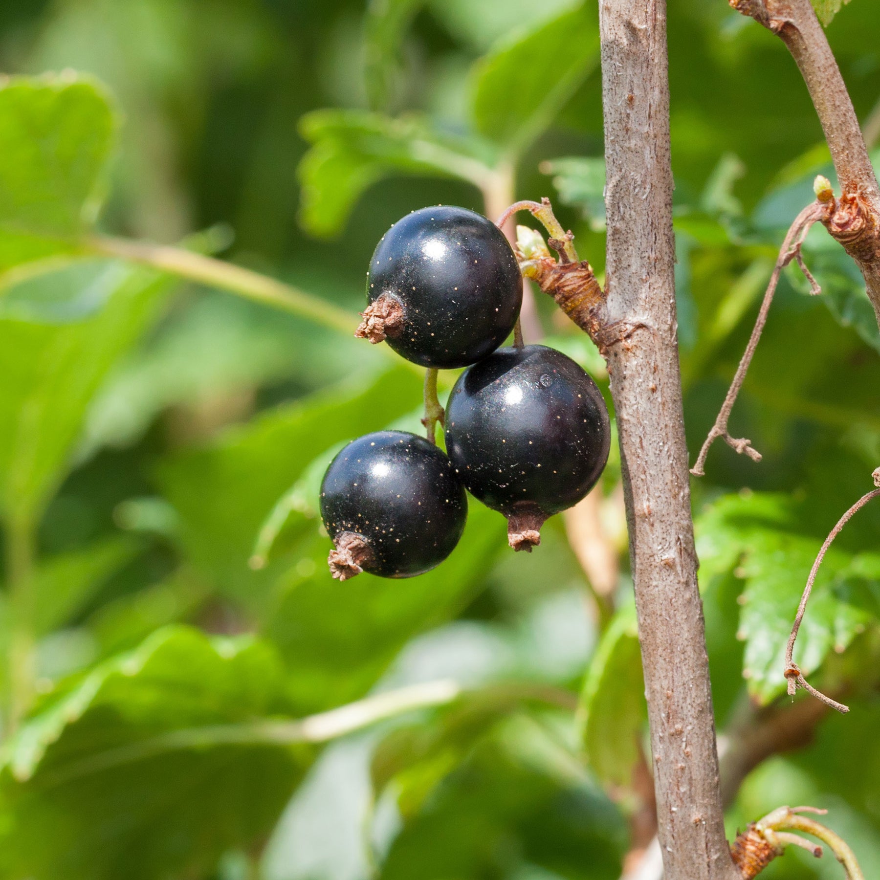 Schwarze Johannisbeere Andega - Willemse