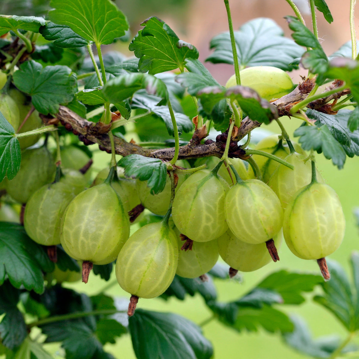 Englische Weiße Stachelbeere (x2) - Willemse