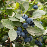Vaccinium corymbosum Vitaminos - Heidelbeere Vitaminos - Heidelbeeren
