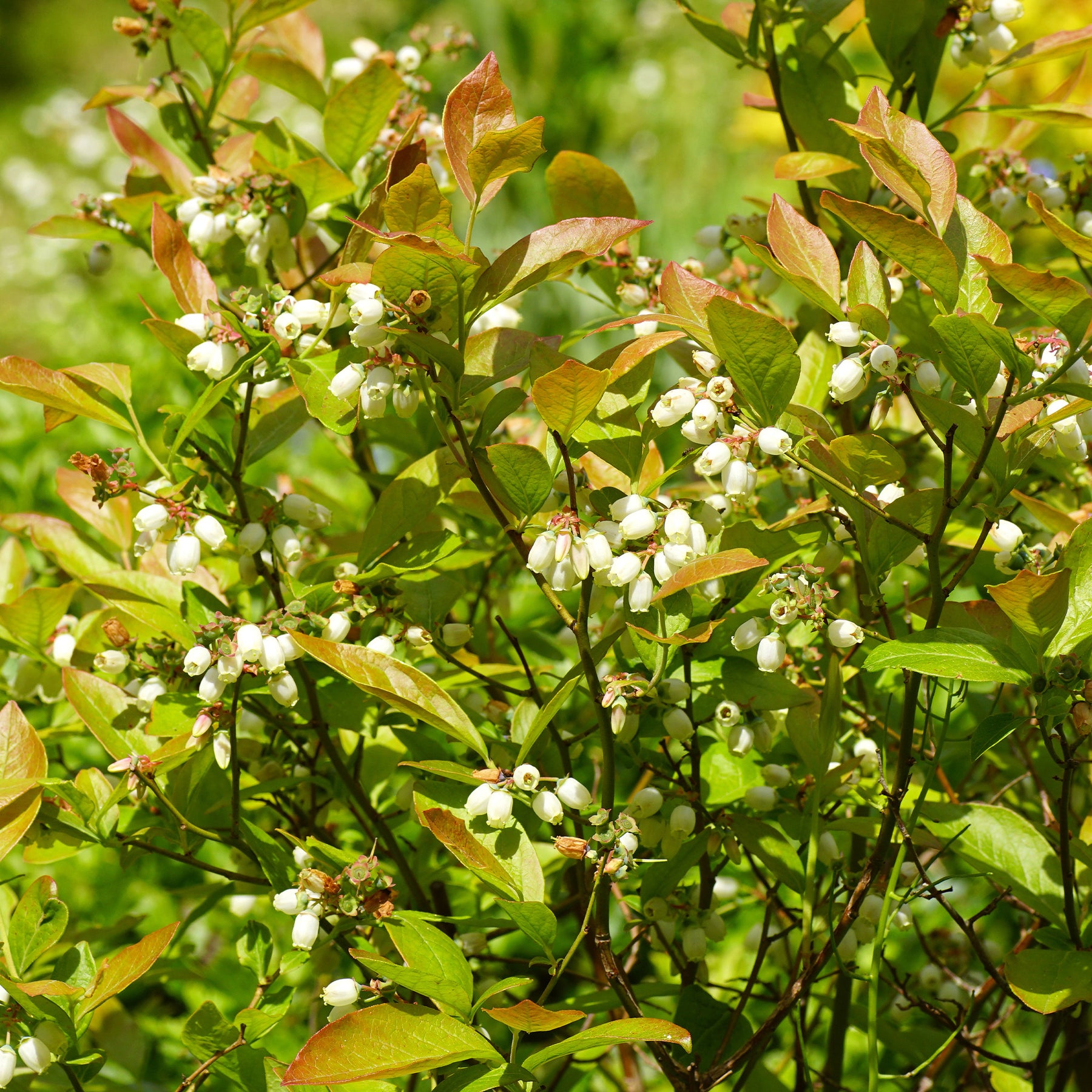Verkauf Heidelbeere Vitaminos - Vaccinium corymbosum Vitaminos