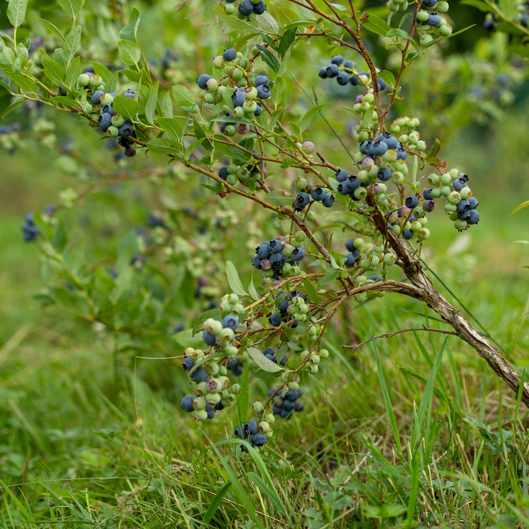 Heidelbeere Vitaminos - Vaccinium corymbosum Vitaminos - Willemse
