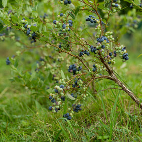 Heidelbeere Vitaminos - Vaccinium corymbosum Vitaminos - Willemse