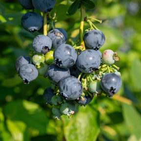 Verkauf Heidelbeere Giant Patriot