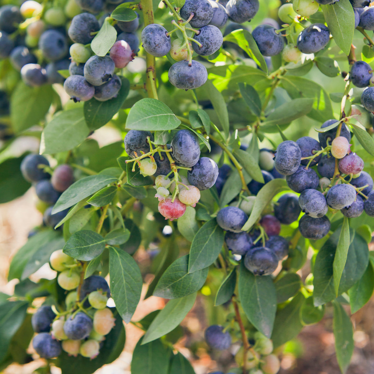 Heidelbeere Giant Patriot - Vaccinium corymbosum Giant Patriot - Willemse