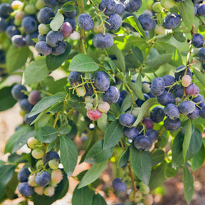 Heidelbeere Giant Patriot - Vaccinium corymbosum Giant Patriot - Willemse