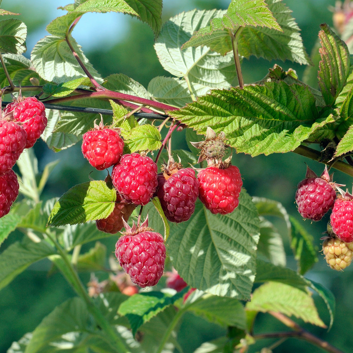 Himbeeren - Remontant Himbeere Heritage - Rubus idaeus Heritage