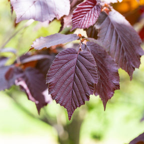 Verkauf Bluthasel 'Purpurea' - Corylus maxima purpurea