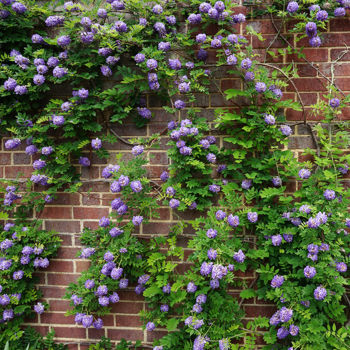Amerikanischer Blauregen 'Longwood Purple' für Pergola