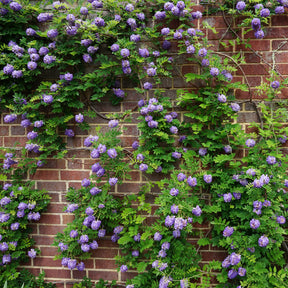 Kletterpflanzen - Kletterpflanzen-Kollektion Jasmin, Glyzinie, Kletterhortensie (x3) - Trachelospermum jasminoides, wisteria, hydrangea p