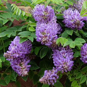 Wisteria frutescens Longwood Purple - Chinesischer Blauregen Longwood Purple - Glyzinien