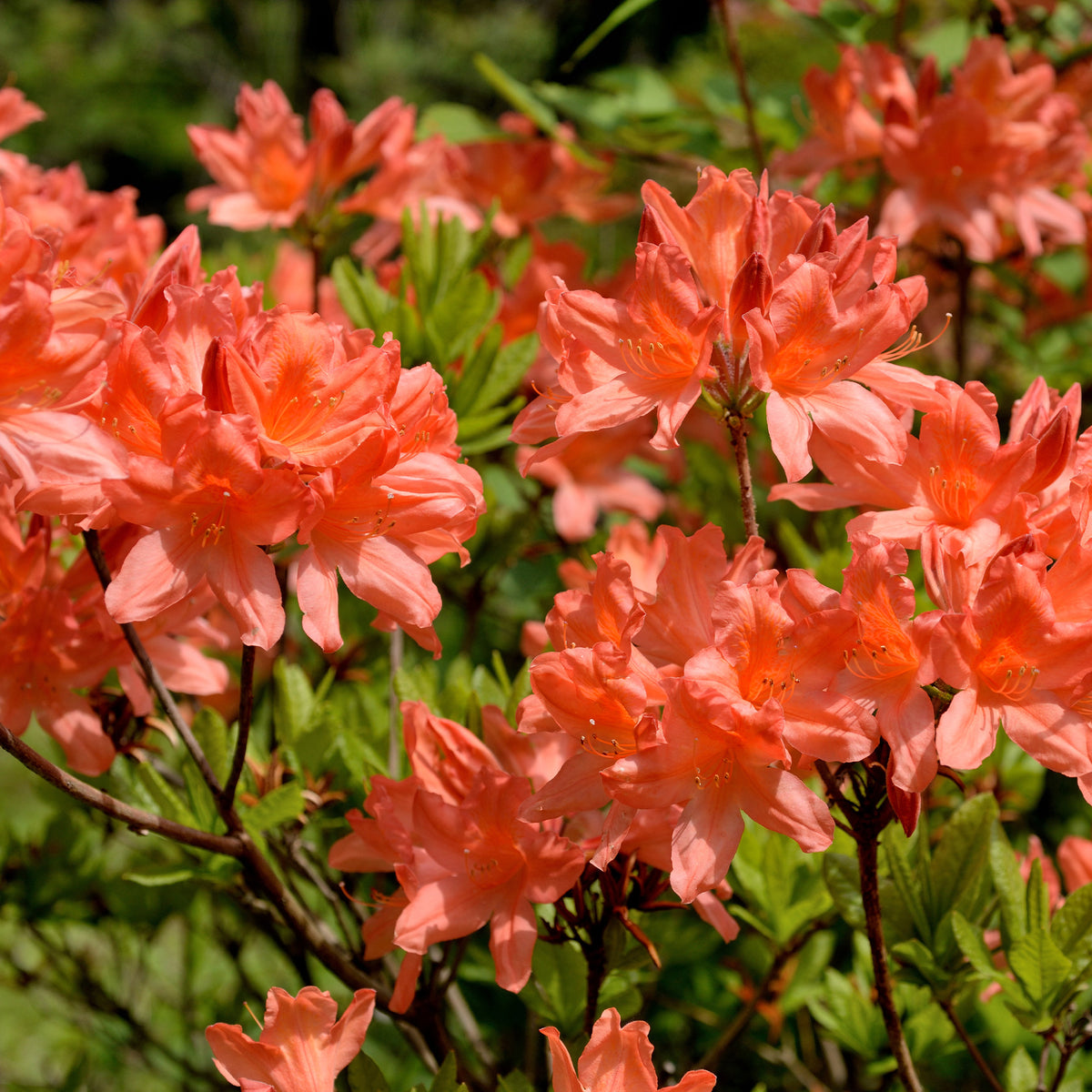 Mollis Azalee orangerot - Rhododendron (azalea x Knapp Hill) Fireball - Willemse
