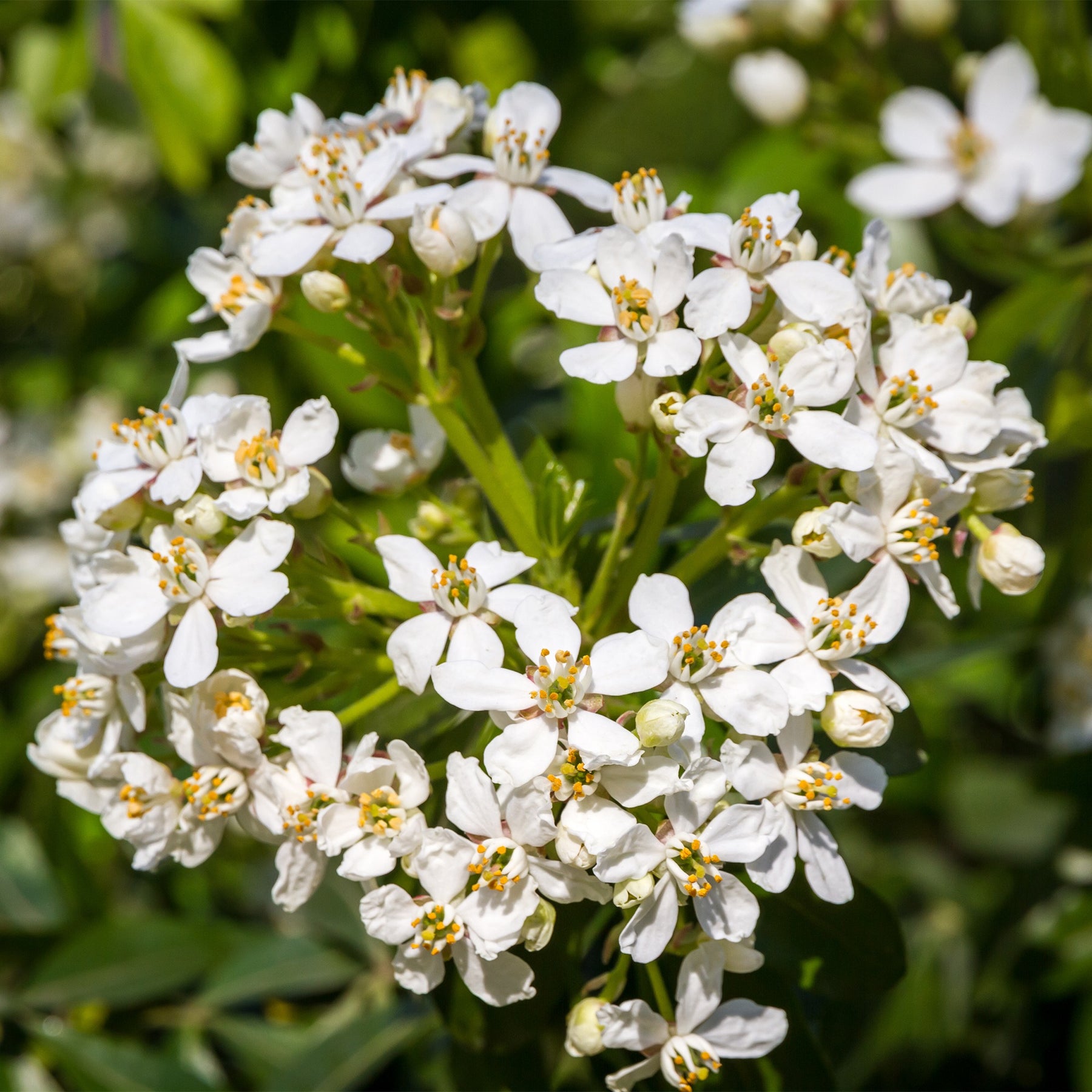 Orangenblume - Balkonsträucher - Willemse