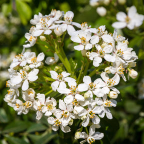 Orangenblume - Balkonsträucher - Willemse
