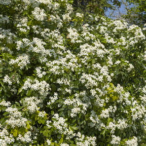 Balkonsträucher - Orangenblume - Choisya ternata