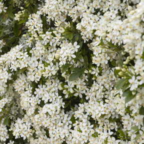 Verkauf Balkonsträucher - Orangenblume