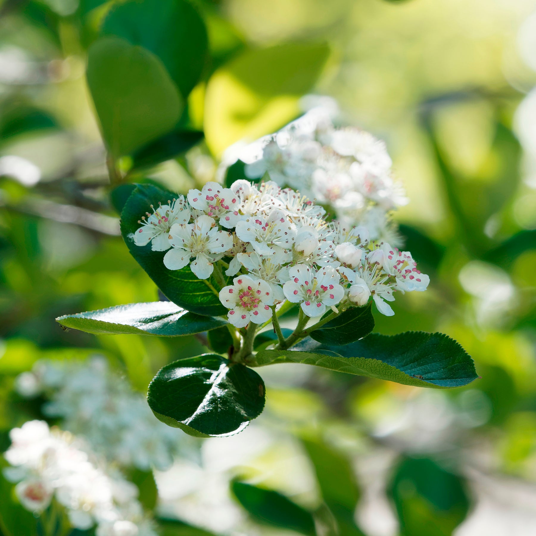 Sträucher - Apfelbeere Viking - Aronia melanocarpa viking