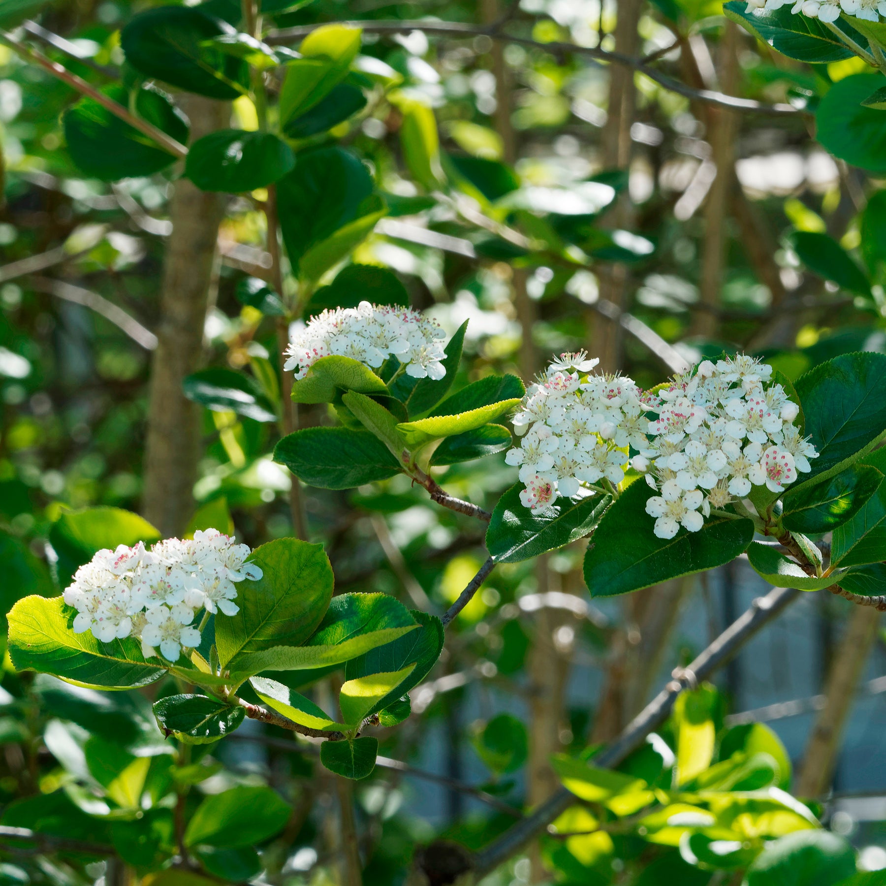 Apfelbeere Viking - Willemse