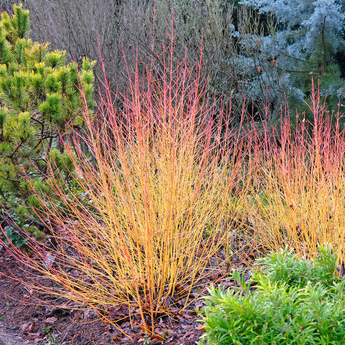 Blutroter Hartriegel Winter Flame ® Anny - Willemse