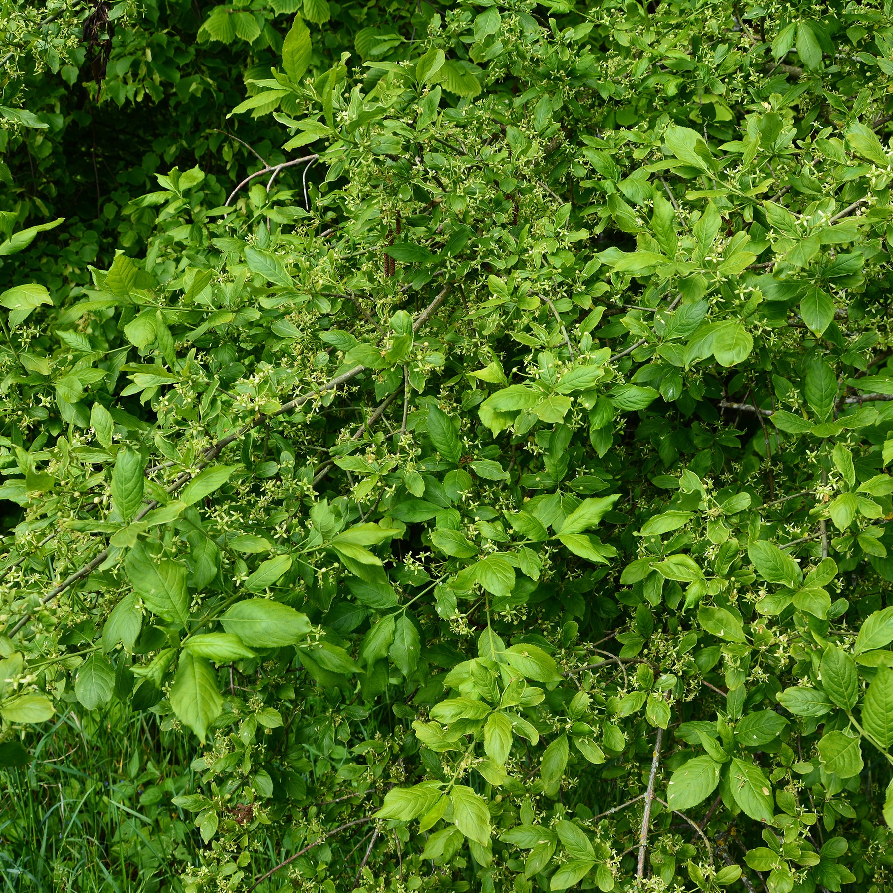 Europäische Pfaffenhütchen - Euonymus europaeus - Willemse