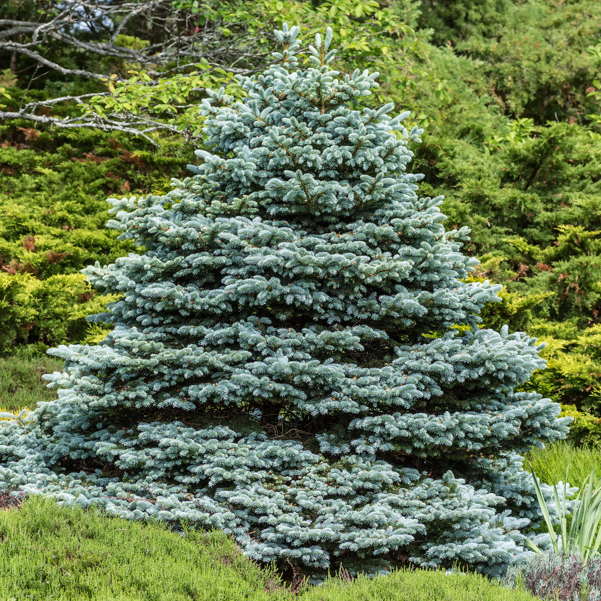 Picea pungens maculata - Stechfichte - Nadelbäume