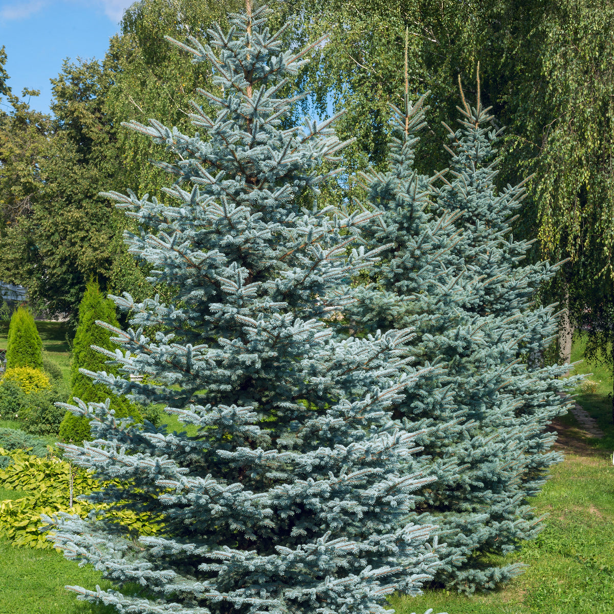 Stechfichte - Picea pungens maculata - Willemse