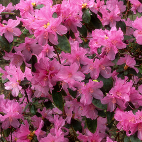 Verkauf Vorfrühlings-Alpenrose Praecox - Rhododendron praecox