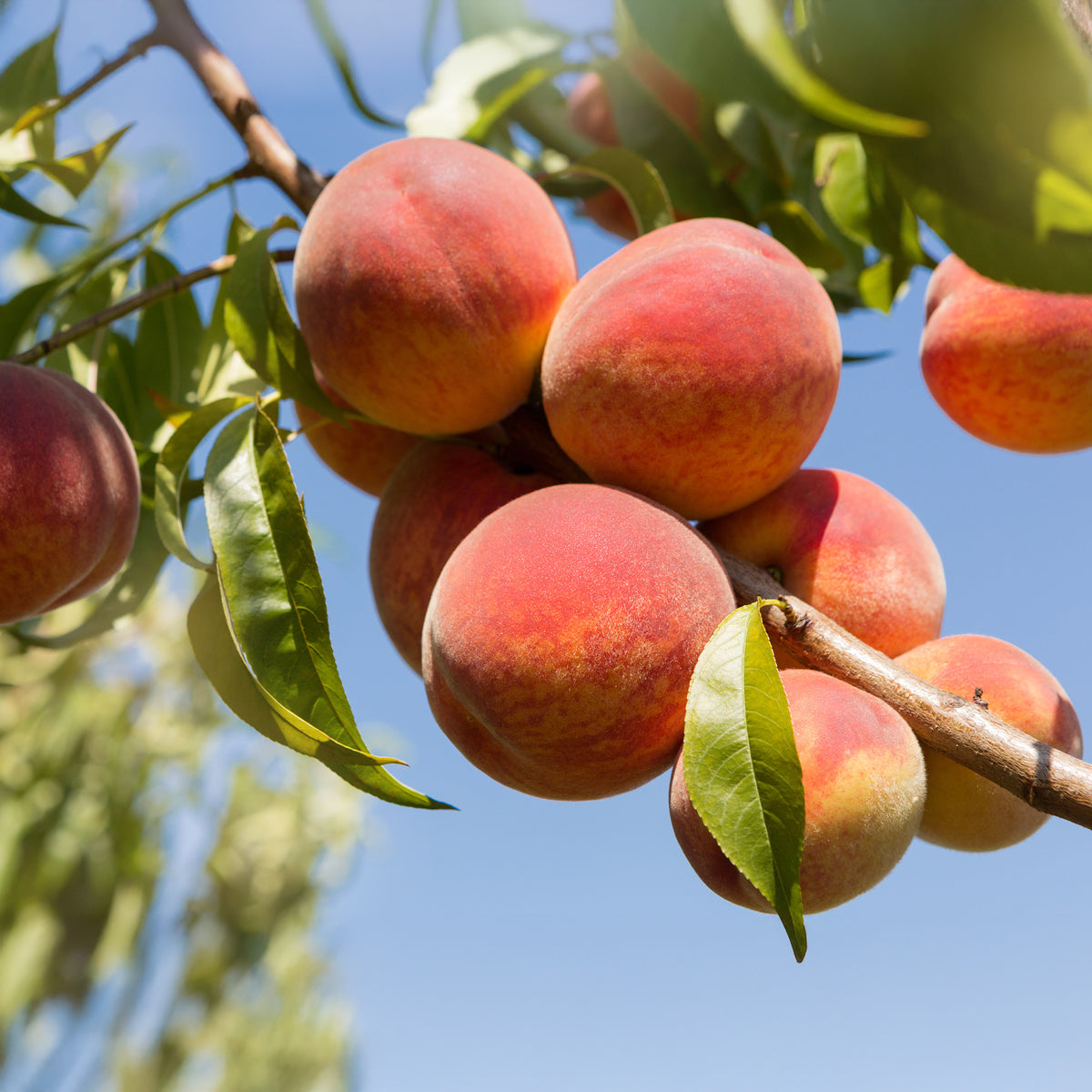 Pfirsich Amsden - Prunus persica Amsden - Willemse