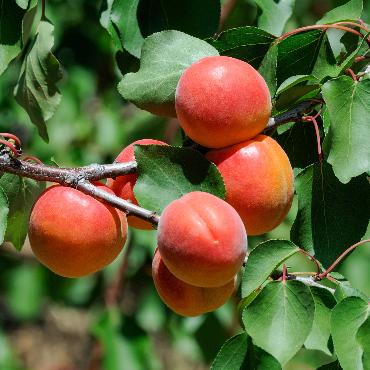 Aprikose ‘Pêche de Nancy’ - Willemse