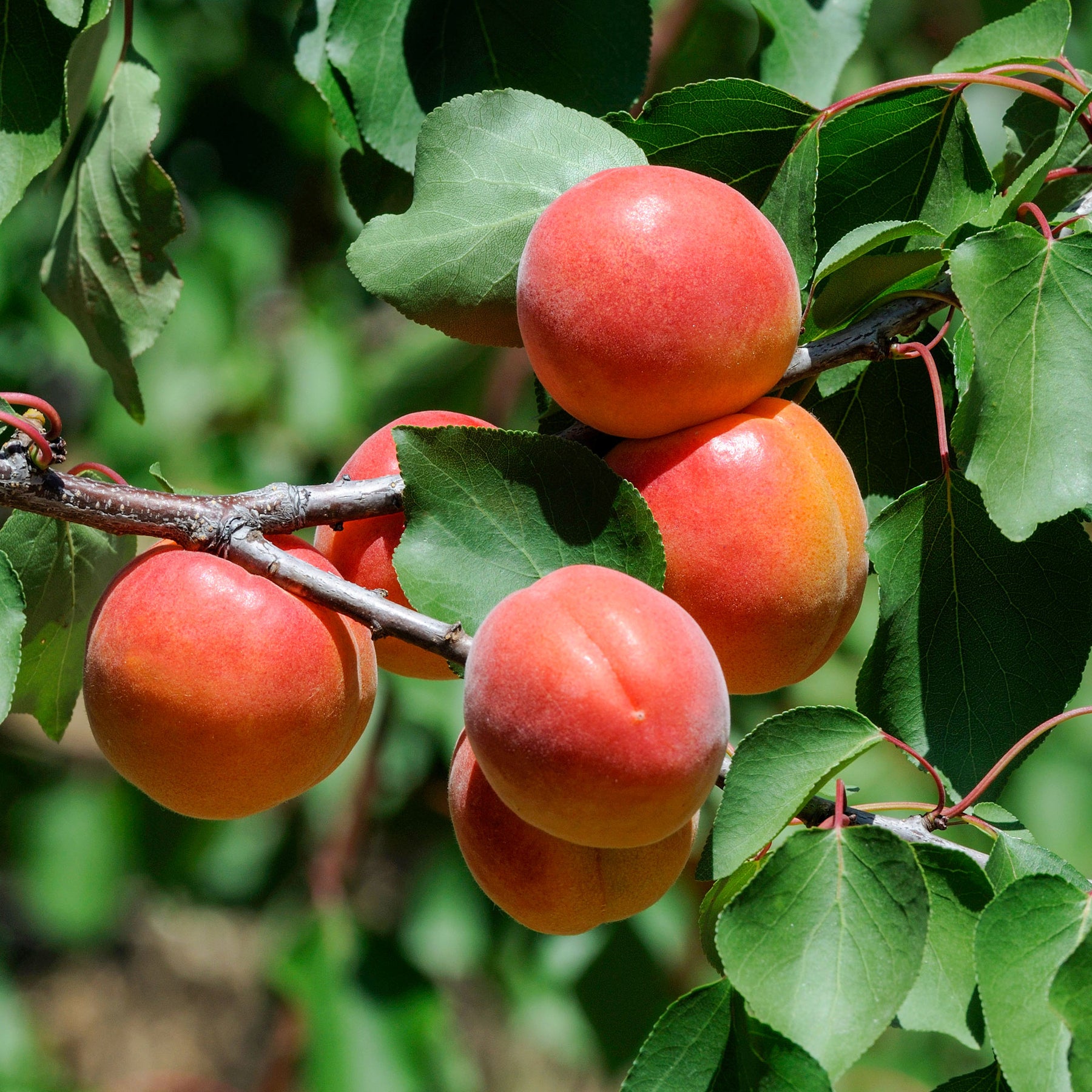 Aprikose ‘Pêche de Nancy’ - Willemse