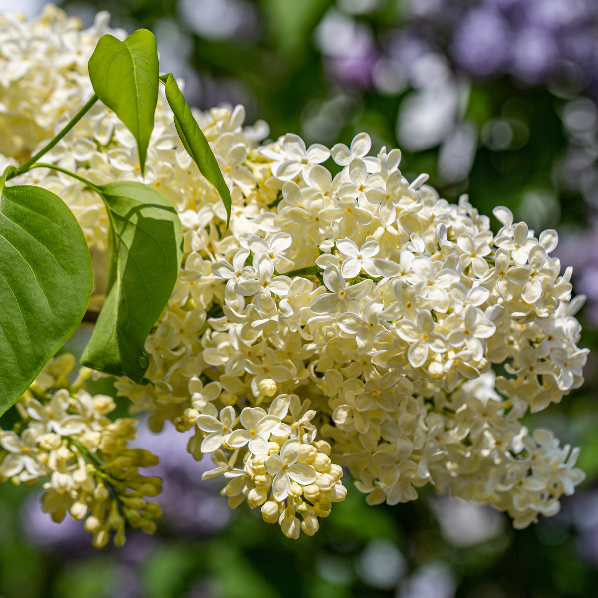 Syringa vulgaris Primrose - Edelflieder Gelb - Flieder