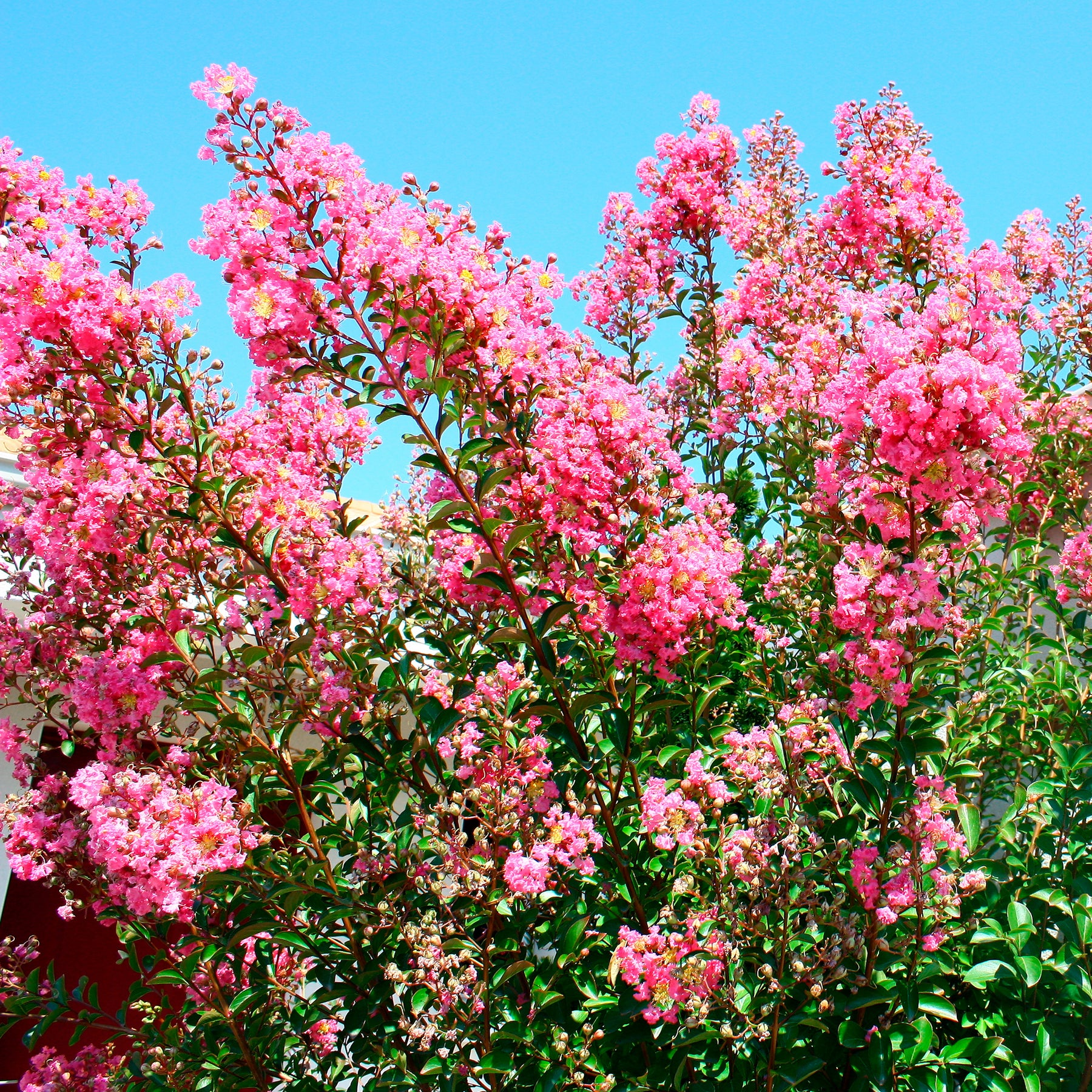 Kräuselmyrte ‘Turenne’ rosa