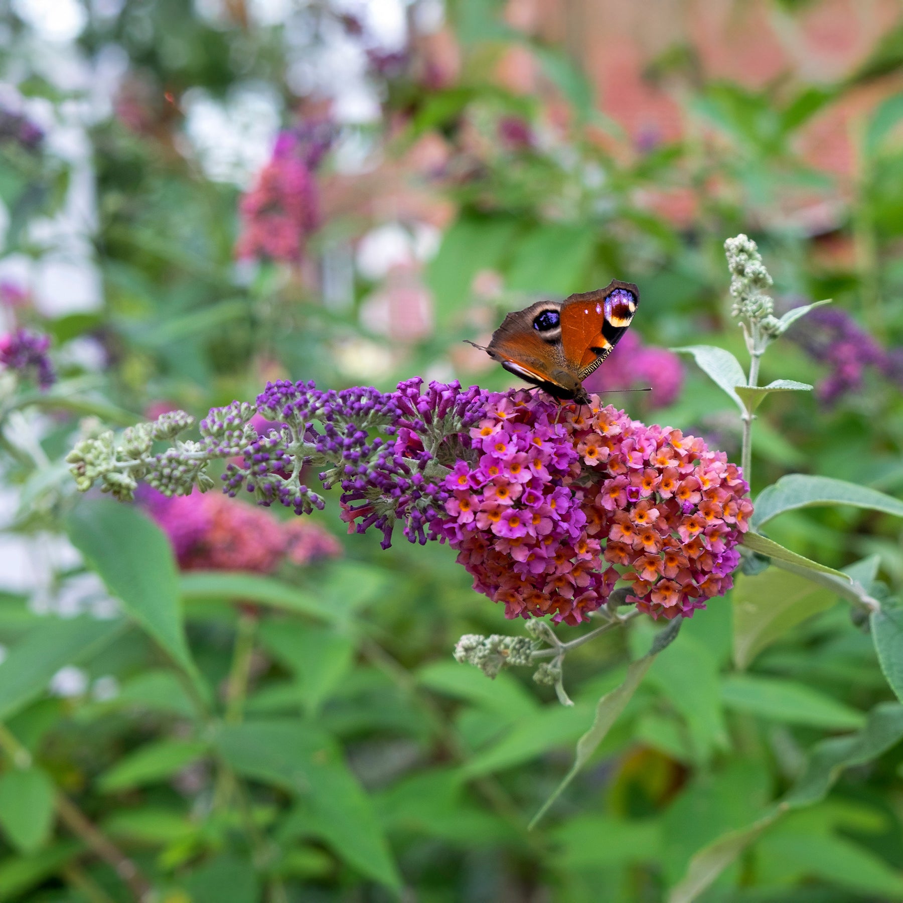 Sommerflieder Flower Power - Willemse