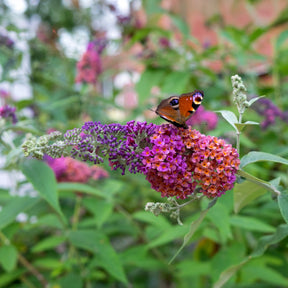 Sommerflieder Flower Power - Willemse