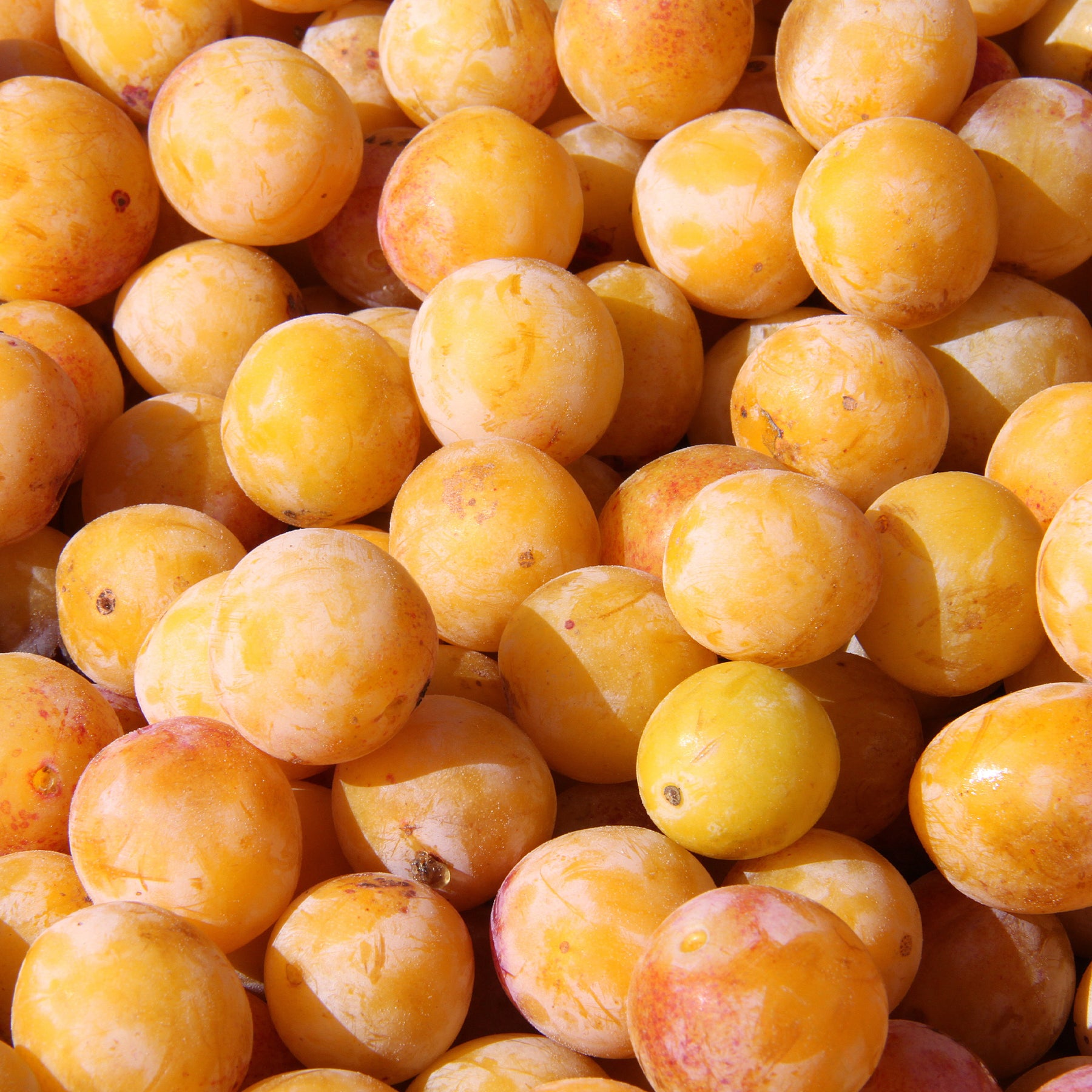 Verkauf Pflaume Mirabelle von Nancy - Prunus domestica Mirabelle de Nancy