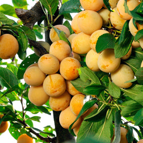 Pflaume Mirabelle von Nancy - Pflaumenbäume - Willemse