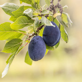 Verkauf Pflaume ‘Quetsche d’Alsace’ - Prunus domestica Quetsche d'Alsace