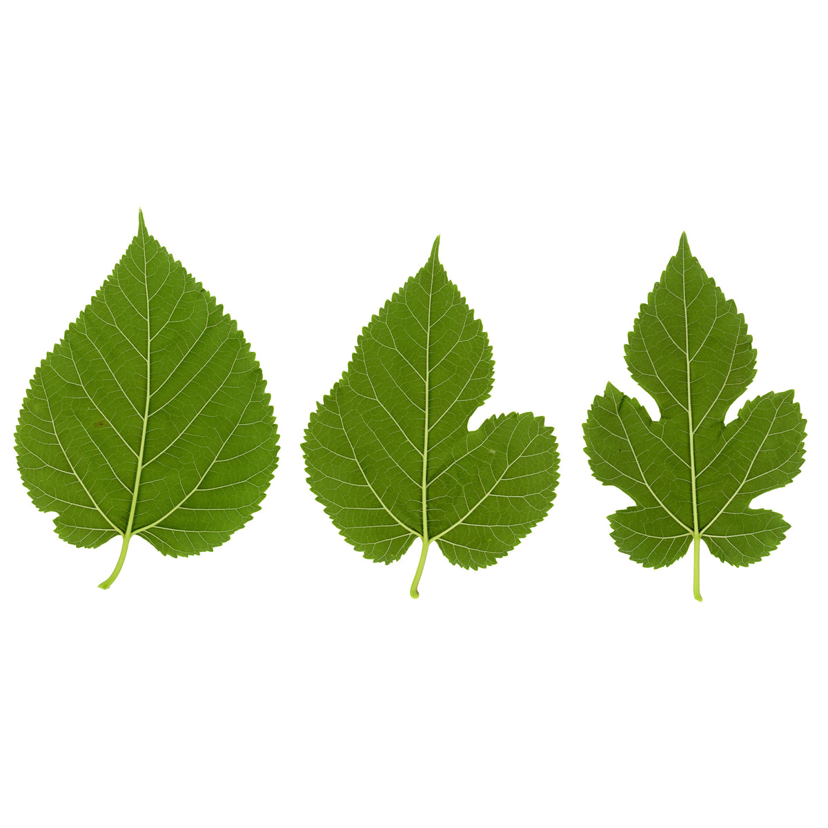 Großblättrige Maulbeere - Morus alba Macrophylla - Willemse