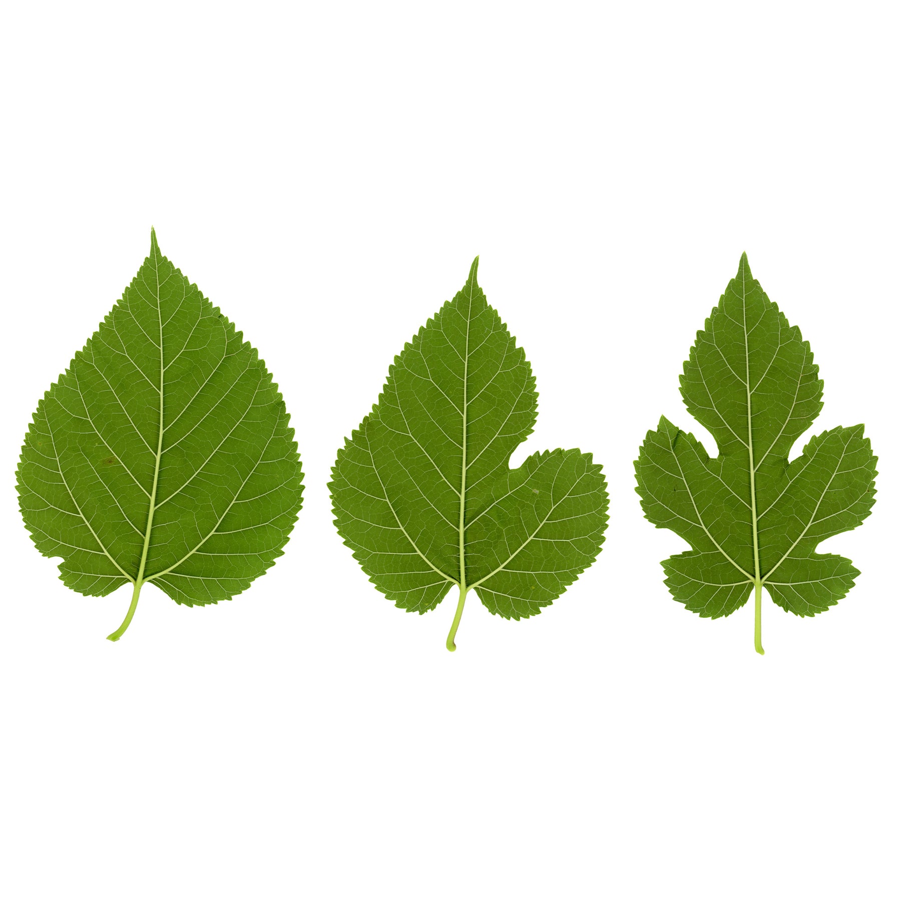 Großblättrige Maulbeere - Morus alba Macrophylla - Willemse