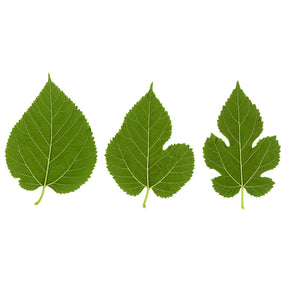 Großblättrige Maulbeere - Morus alba Macrophylla - Willemse